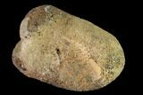 Fossil Hadrosaur Phalange - Alberta (Disposition #-) #143288-1